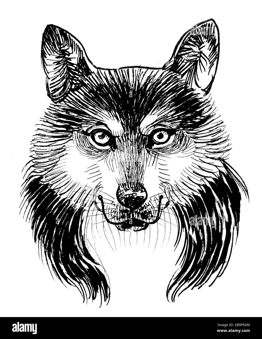 Wolf testa. Disegno in bianco e nero con inchiostro Foto Stock