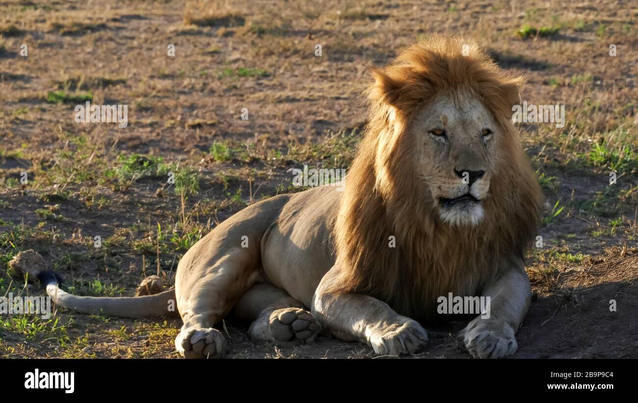 un maestoso leone maschile, illuminato dal sole del mattino, guarda a destra a serengeti Foto Stock