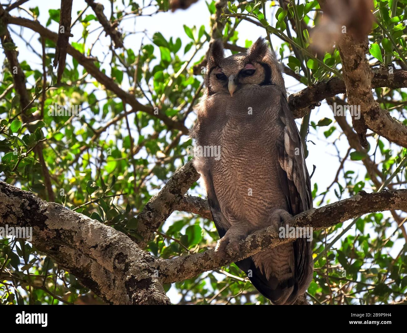 verreaux aquila-gufo riposante in un albero al parco nazionale di serengeti Foto Stock