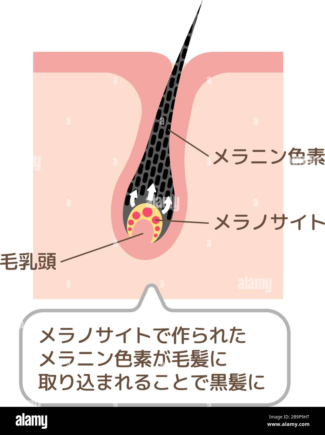 Meccanismo di rappresentazione vettoriale dei capelli pigmentati / Giapponese Illustrazione Vettoriale