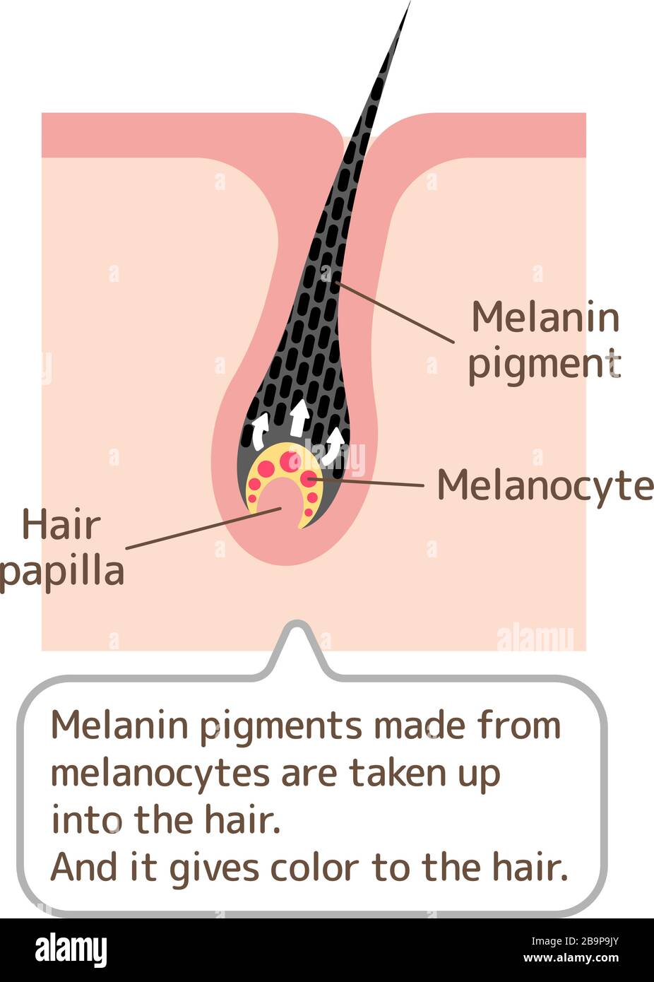 Meccanismo dell'illustrazione vettoriale dei capelli pigmentati Illustrazione Vettoriale