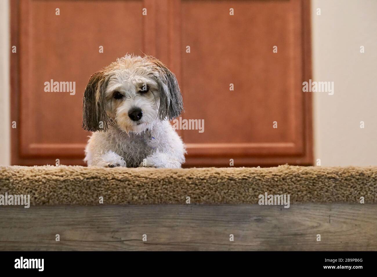 Un cane posa per una foto dopo aver ottenuto un bagno. Foto Stock
