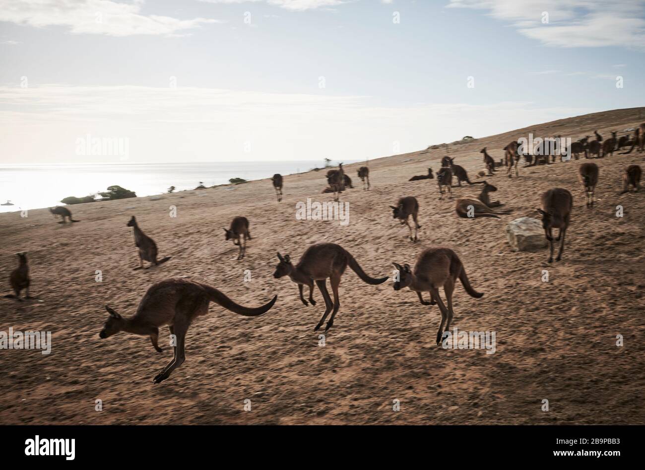 Una folla di canguri che salpano sopravvissuti ai 2020 fuochi d'arresto in Stokes Bay, sull'isola di Kangaroo, Australia del Sud. Foto Stock
