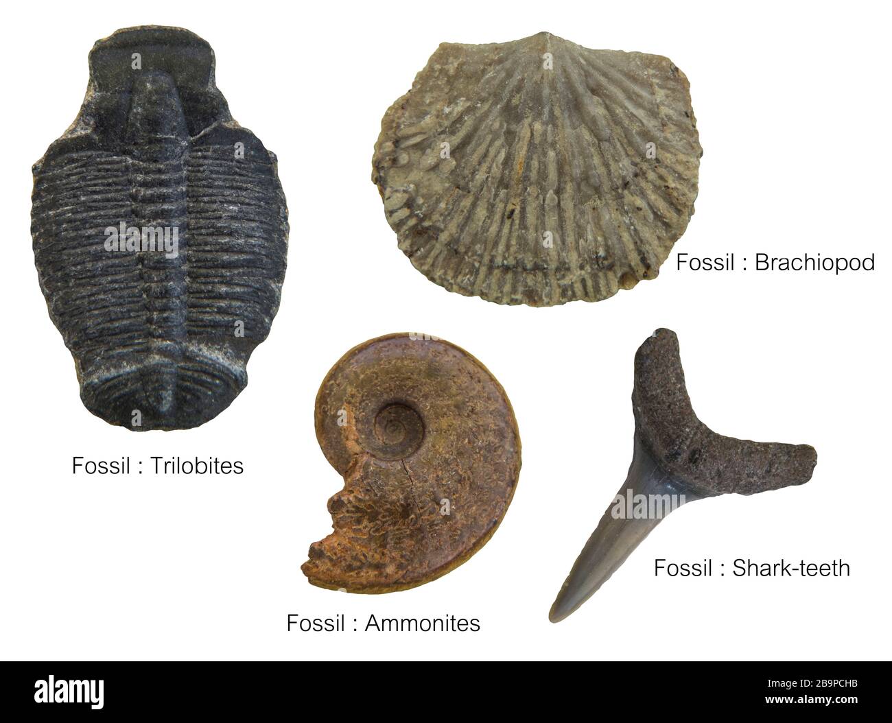 Esemplari di fossili, quattro esemplari di fossili Foto Stock
