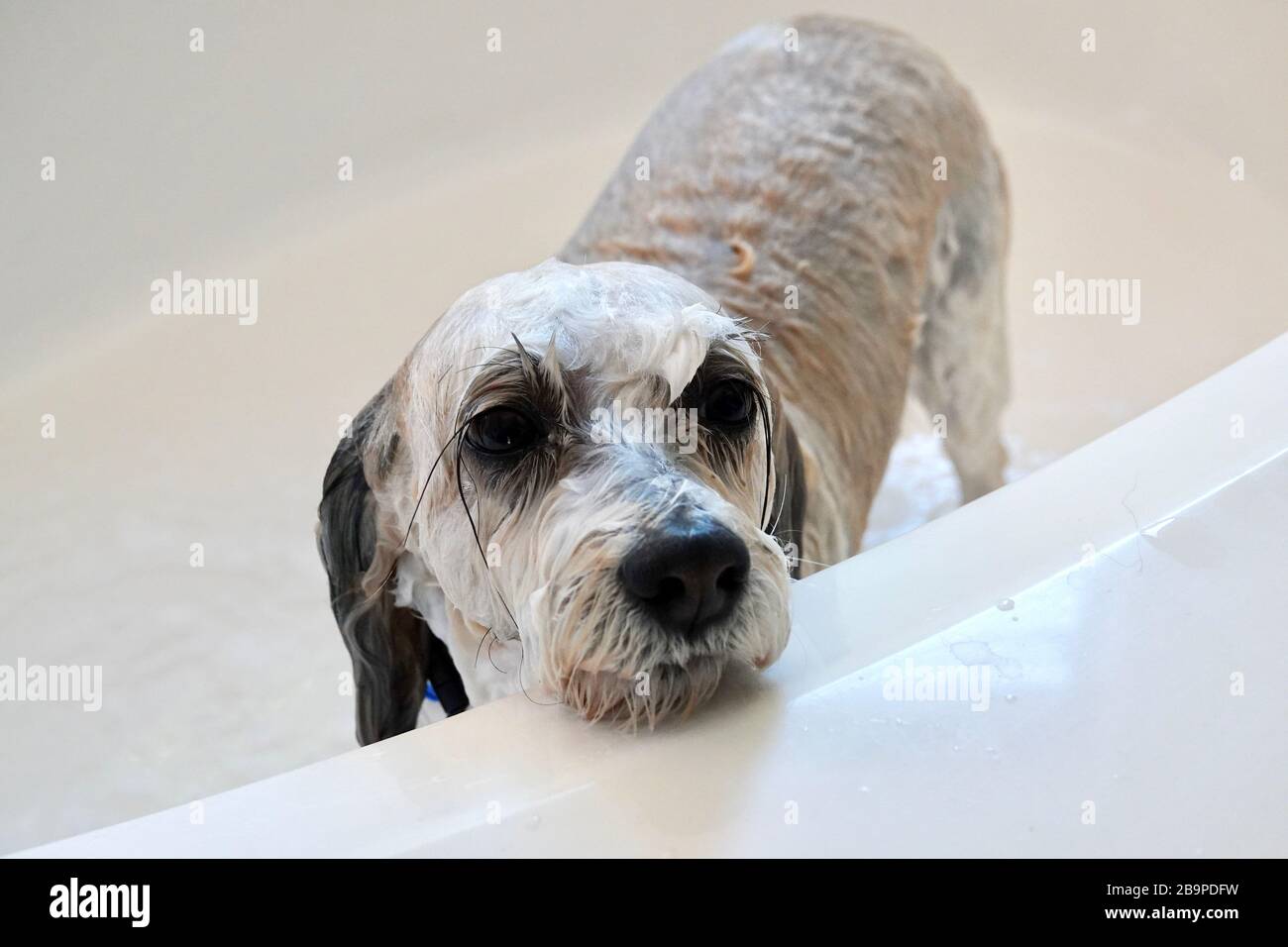 Un cane ottiene un bagno per ottenere pulito. Foto Stock