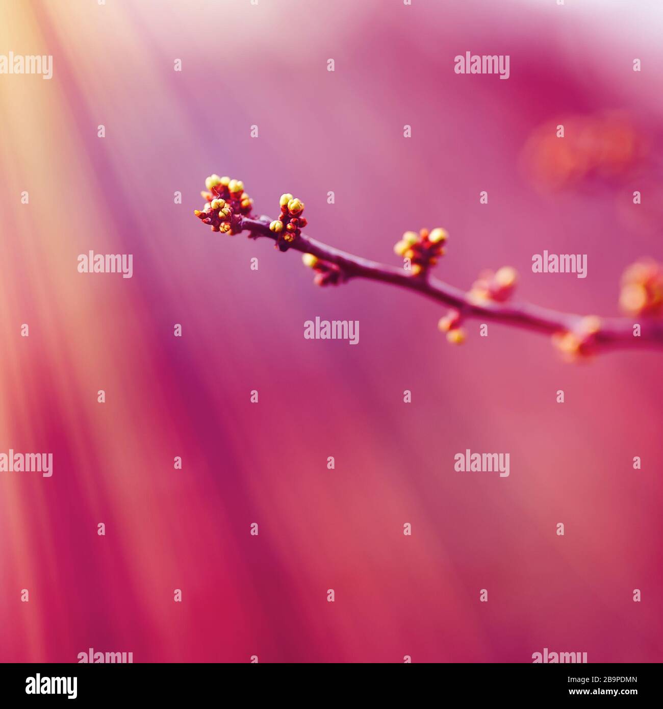 Colore dell'anno 2018: Ultravioletto. Abstract pastello colore rosa profondo, a base di erba Foto Stock