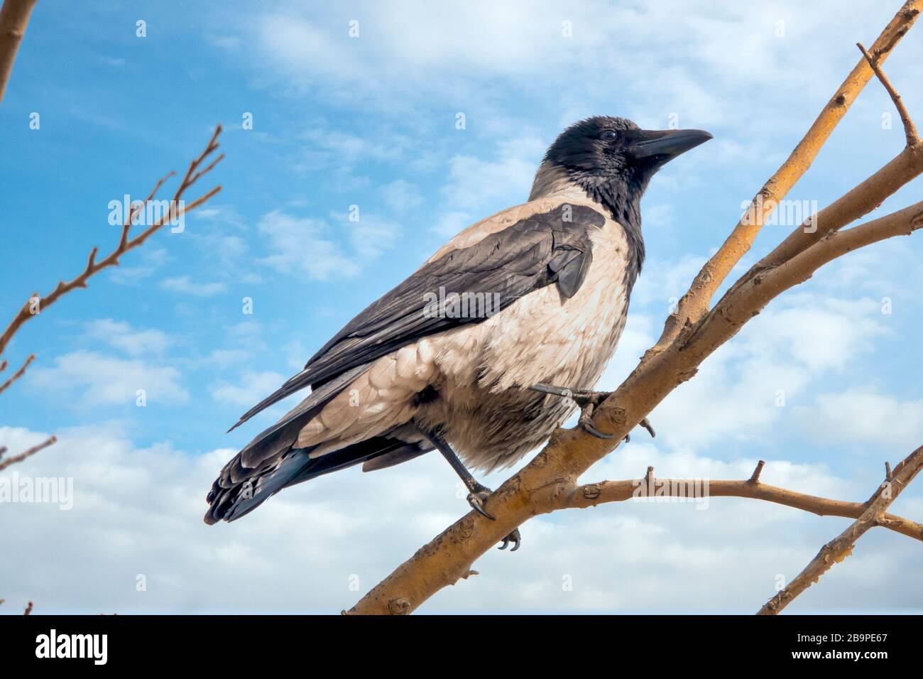 Corvo con cappuccio (Corvus cornix) appollaiato su un ramo, Foto Stock