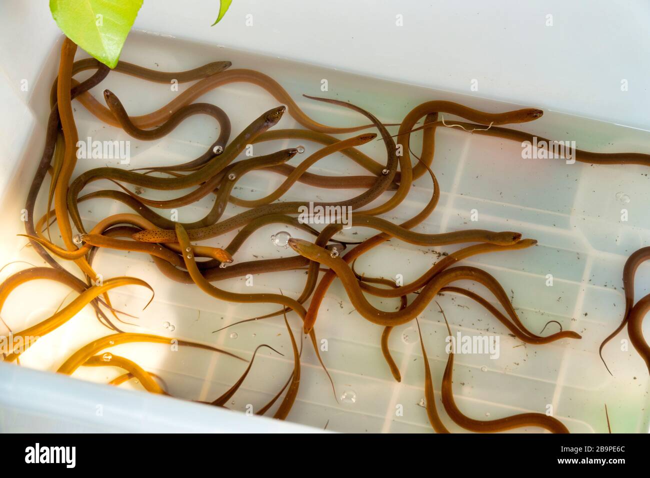 Anguille paludine asiatiche (Monopterus albus) per la vendita in un mercato tailandese Foto Stock