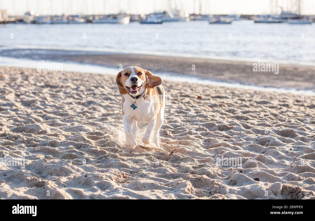 Cucciolo di Beagle Foto Stock