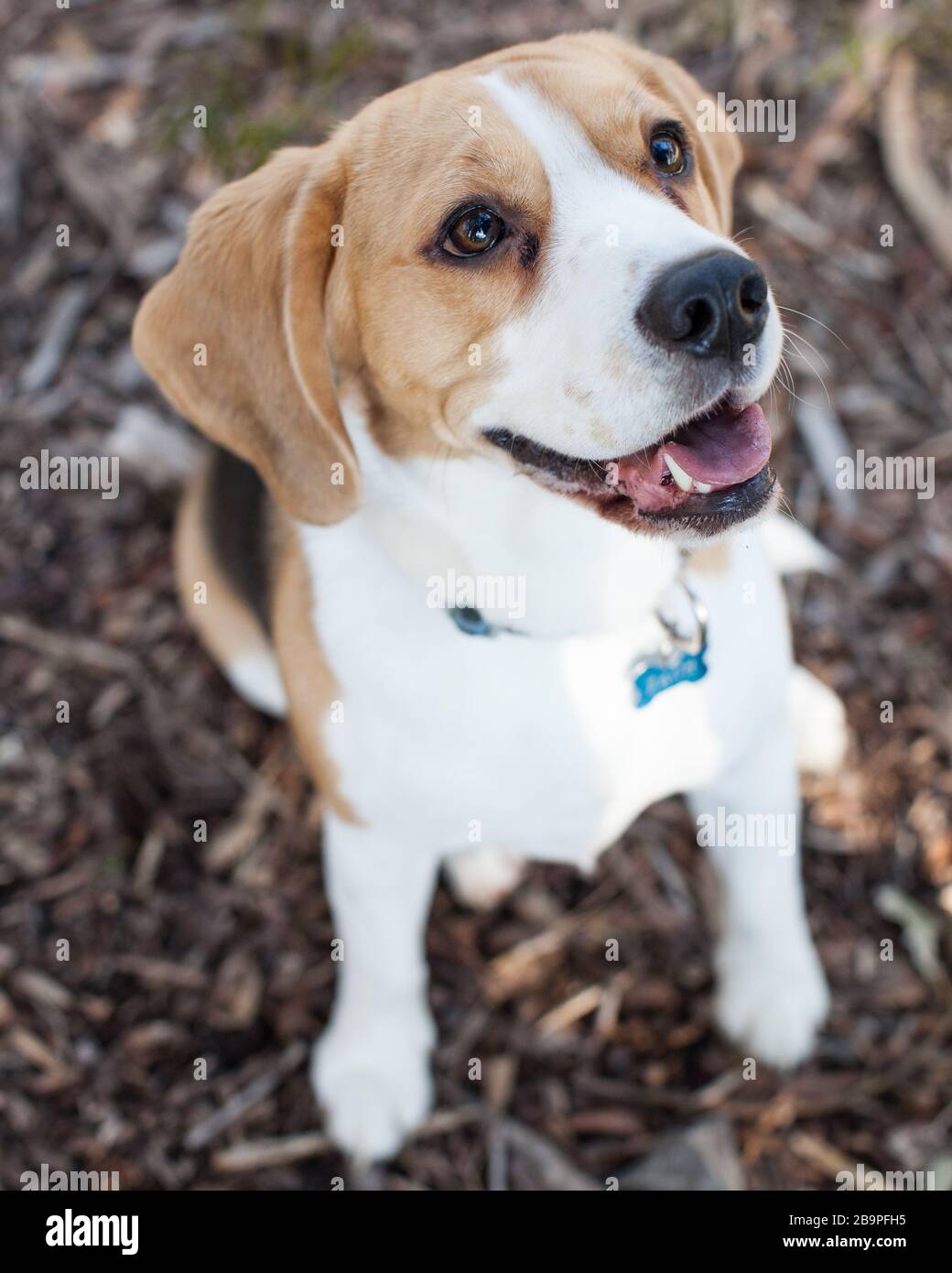 Cucciolo di Beagle Foto Stock
