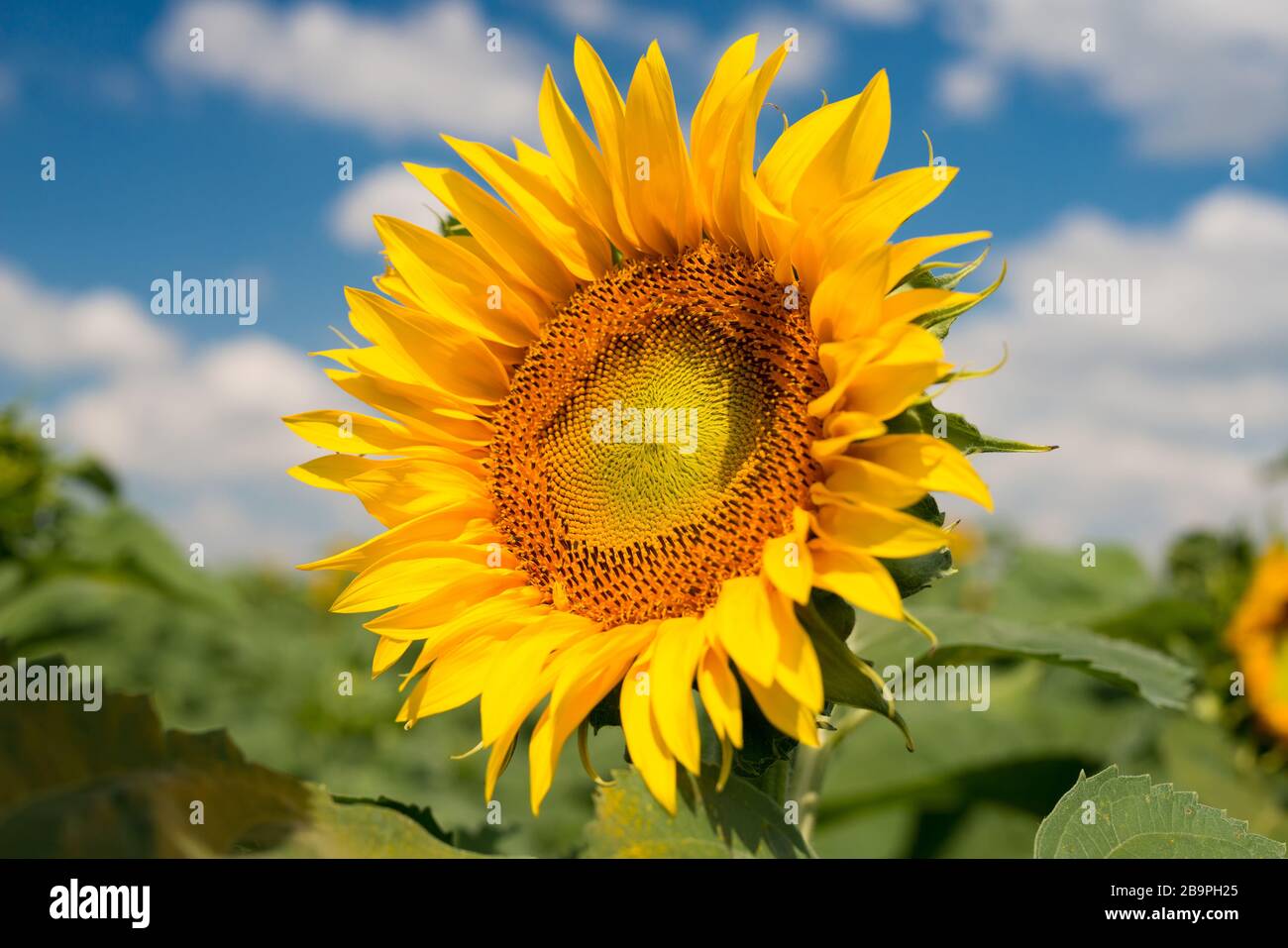 girasoli contro un cielo blu e nuvole bianche - fuoco selettivo, spazio copia Foto Stock