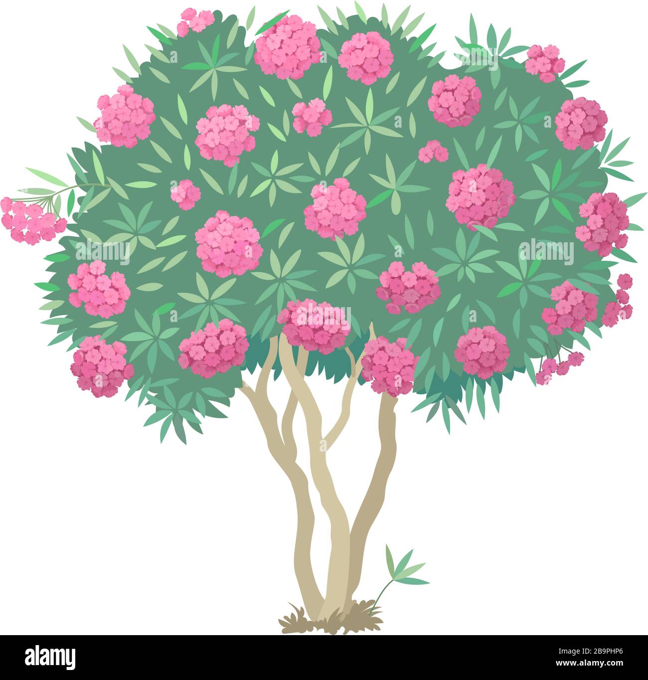Vettore pianta disegnata a mano Clipart fiore albero Oleander Immagine e  Vettoriale - Alamy