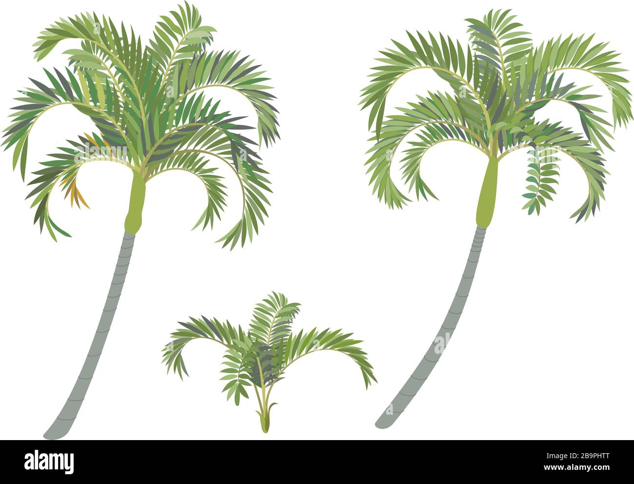 set di alberi di palma vettoriali con clip art trafilati a mano Illustrazione Vettoriale