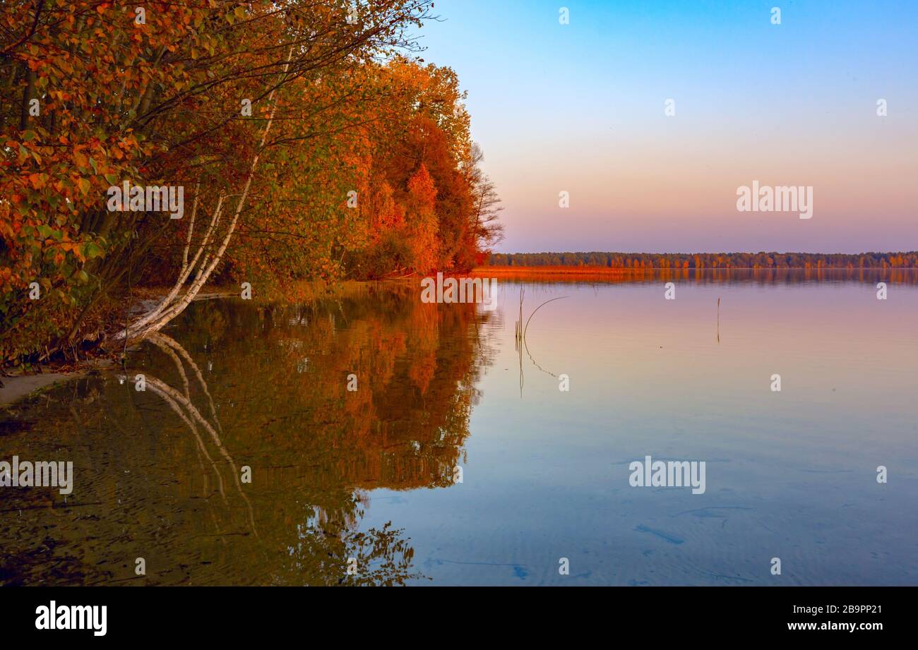 Serata in lago. Paesaggio autunnale con birches sulla riva. Foto Stock