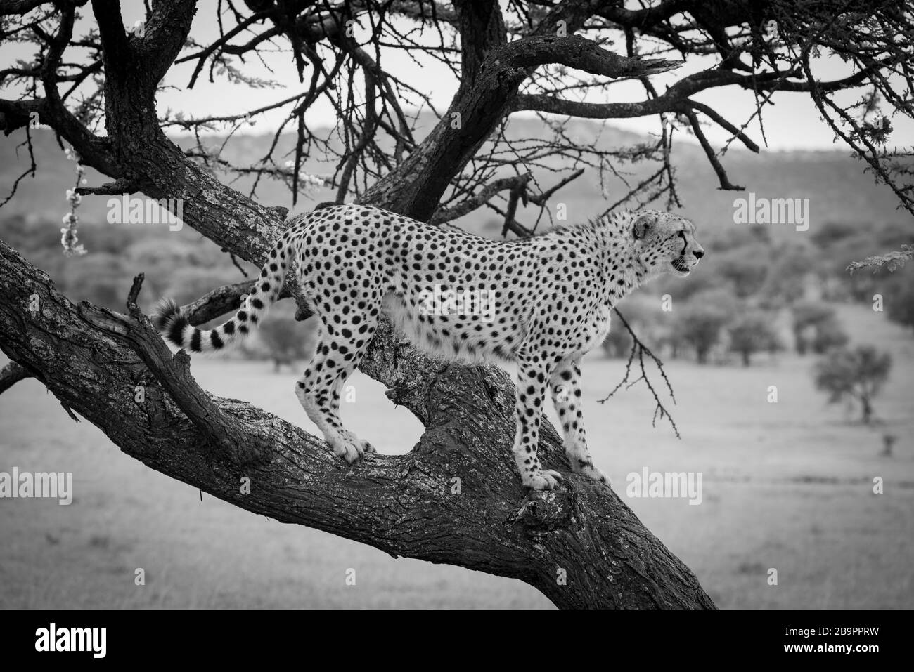 Un maschio cheetah è in piedi nel profilo su un ramo di un albero, la scansione per il rilevamento di prede. Egli ha la pelliccia marrone coperti con macchie nere e in background Foto Stock