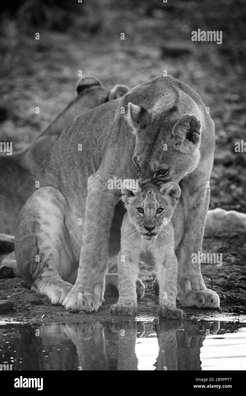 Cub nuzzling senza leoness mono da buco d'acqua Foto Stock