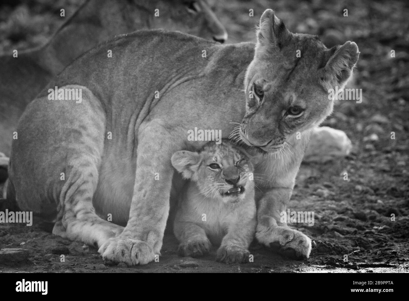 Cub nuzzling senza leoness mono al buco dell'acqua Foto Stock