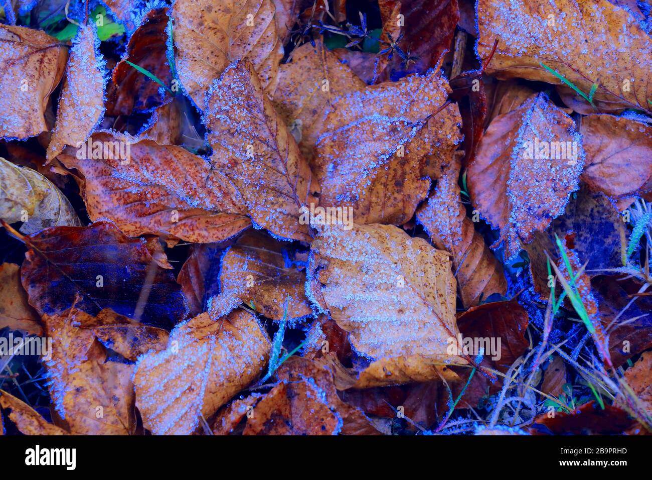 foglie autunnali in gelo blu a terra Foto Stock