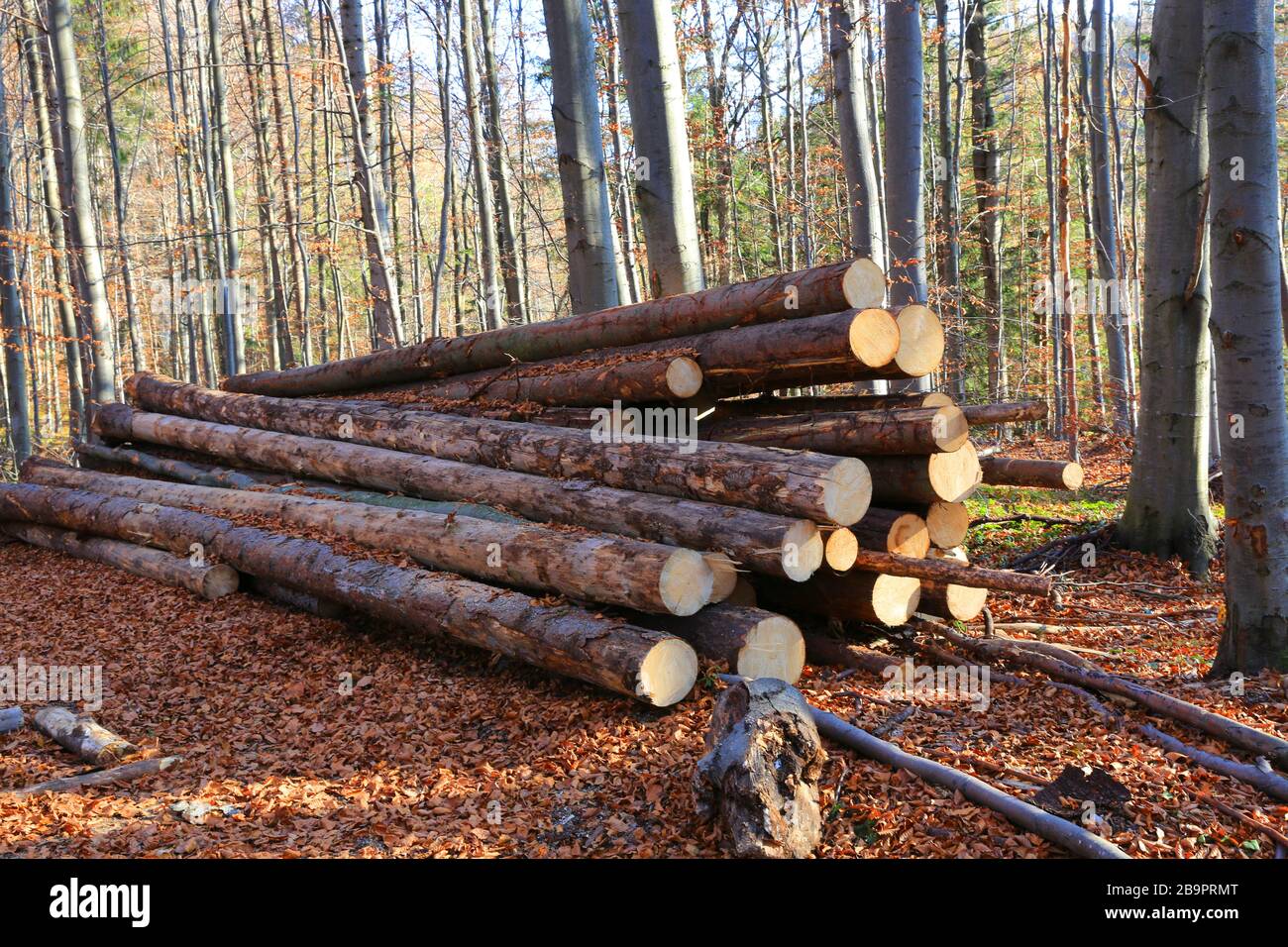 Un mucchio di tronchi di legno giace sul prato della foresta. Pile di tronchi di legno. Paesaggio autunnale. Foto Stock