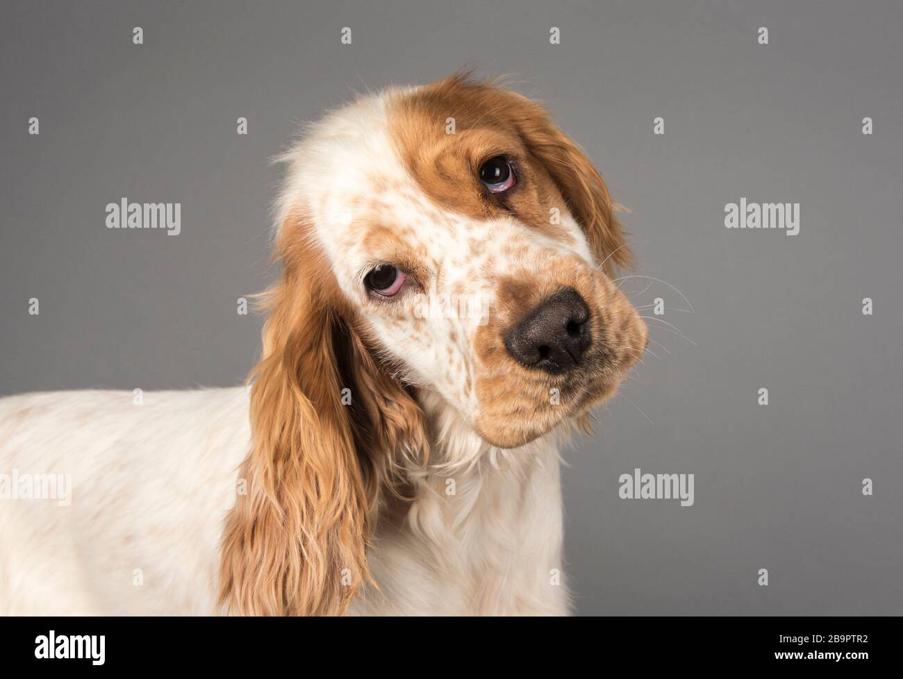 Ritratto di un cucciolo di Cocker Spaniel nel Regno Unito. Foto Stock