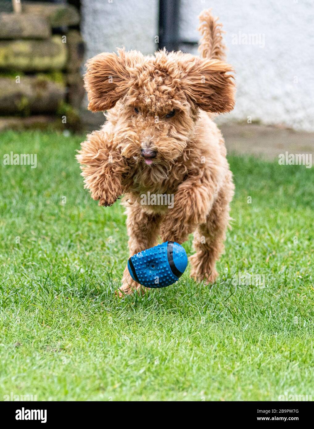 Australian Miniature Labradoodle Playing Foto Stock