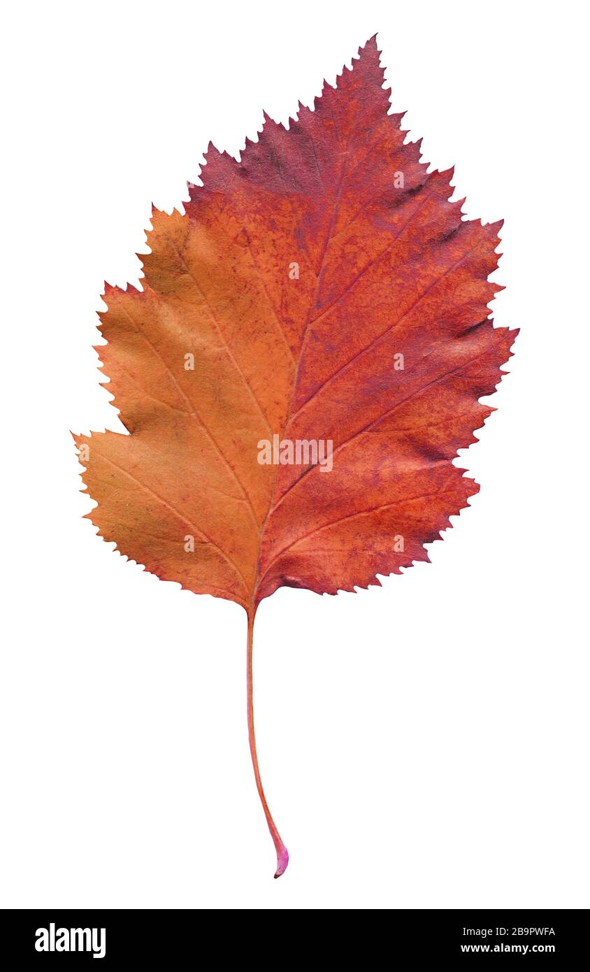 Foglia autunnale di crataegus coccinea isolata su fondo bianco Foto Stock