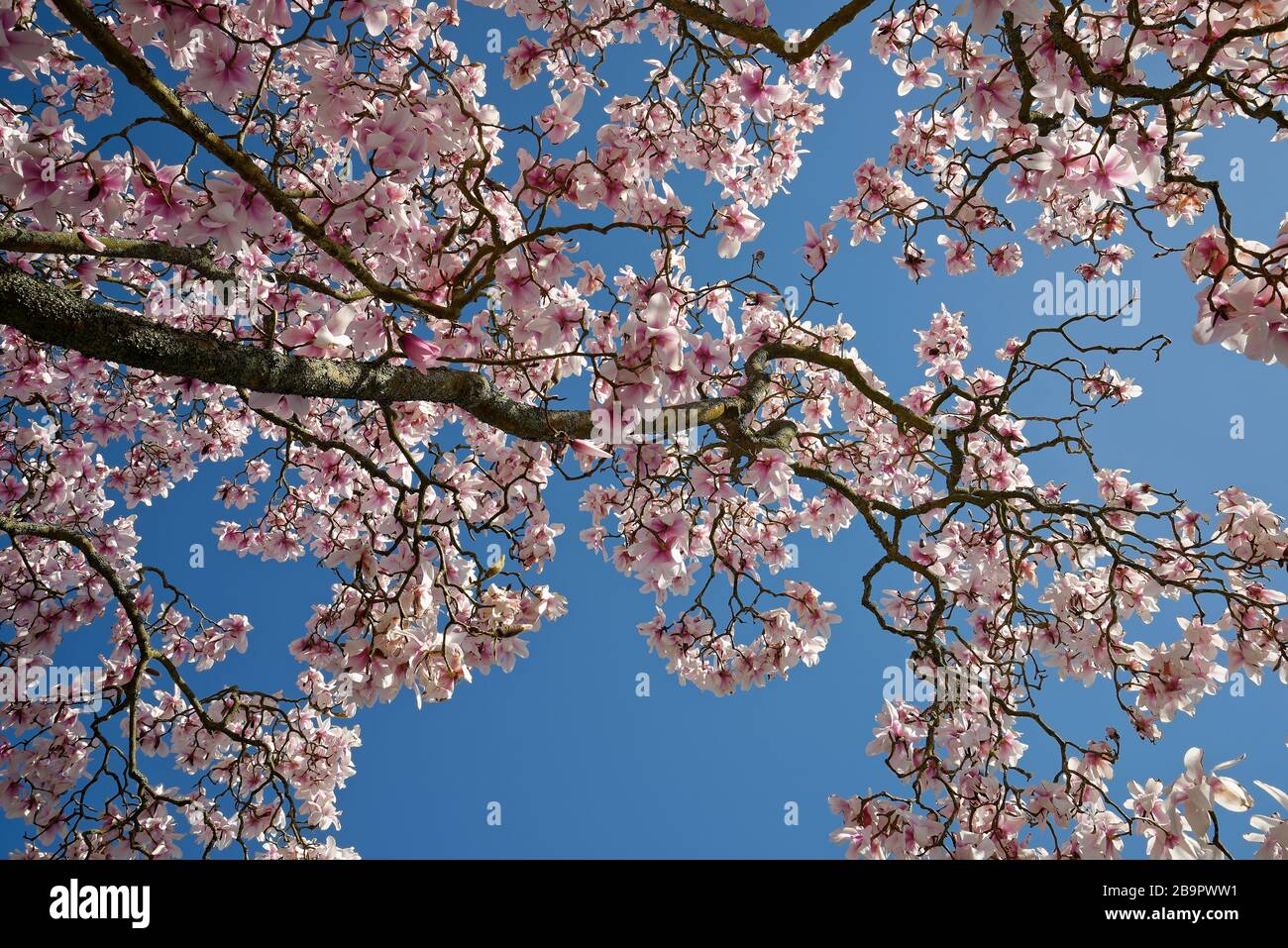 Guardando verso l'alto attraverso un albero di magnolia con un cielo blu oltre. Una bella giornata primaverile. Foto Stock