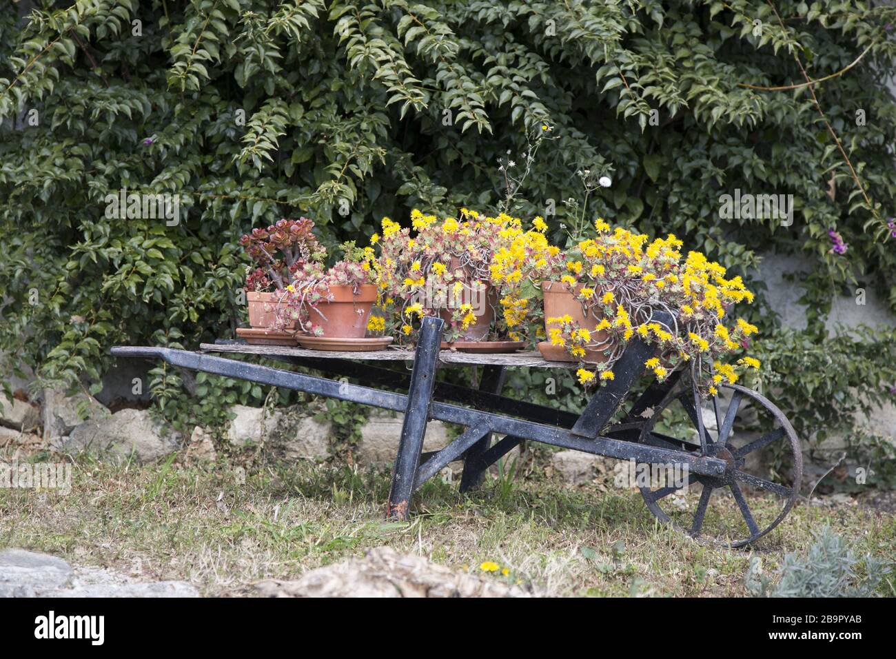 Vecchia carriola decorativa con vasi da fiori in un giardino Foto stock -  Alamy