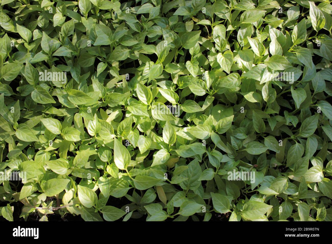 Pepe giovani pianta nei contenitori. Giovani piante verdi nel balcone orto. Vista dall'alto Foto Stock