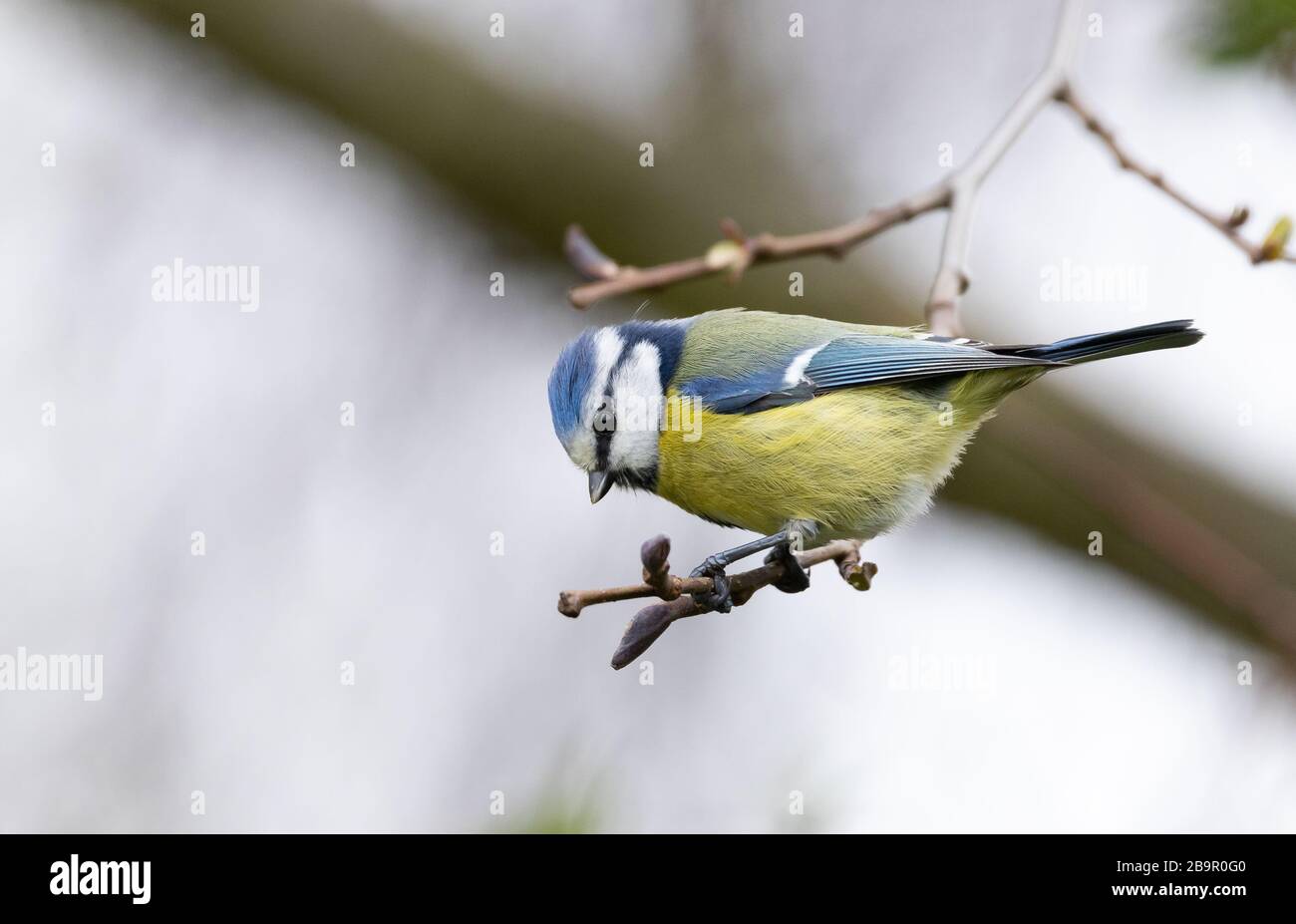 Uccello di tit blu in cerca di cibo nel suo habitat Foto Stock