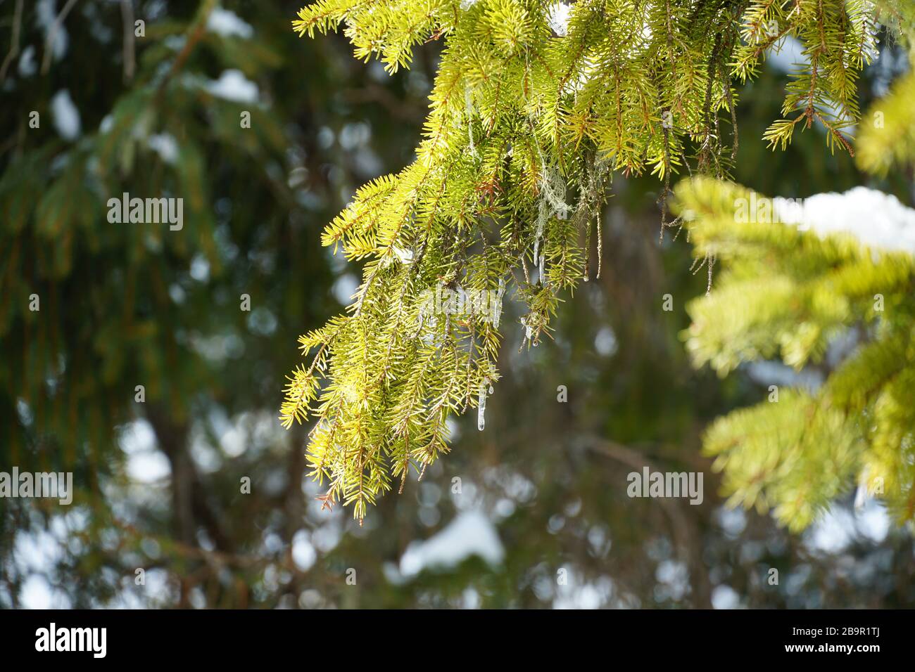 Un ramo di un albero conifero con. Icicles appesi forma esso così come fili di muschio. Foto Stock