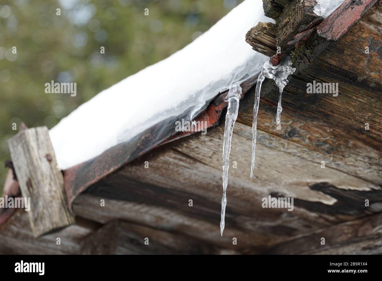 Sciogliendo le cicale su un tetto coperto da uno strato di neve con bosco di conifere sullo sfondo. Foto Stock