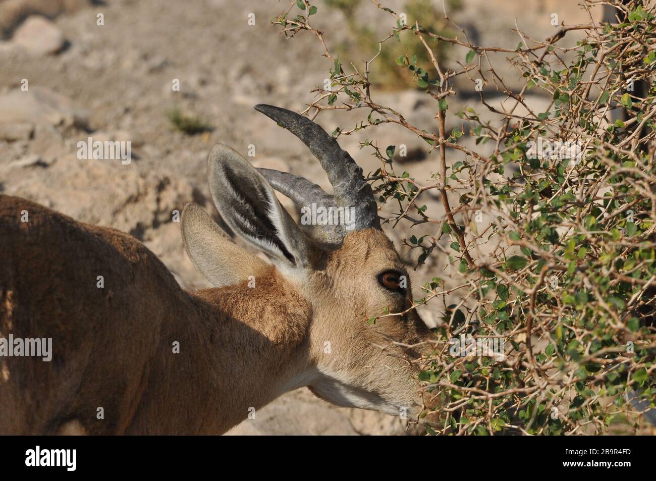 Ibex nubiano con corna tortuose nel Parco Nazionale di Ein Gedi in Israele nel deserto vicino al Mar Morto Foto Stock