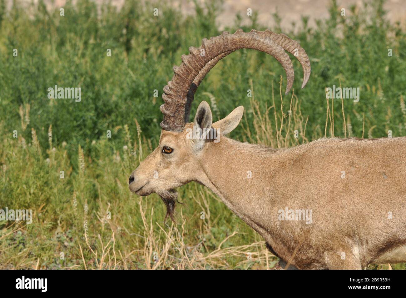 Ibex nubiano con corna tortuose nel Parco Nazionale di Ein Gedi in Israele nel deserto vicino al Mar Morto Foto Stock