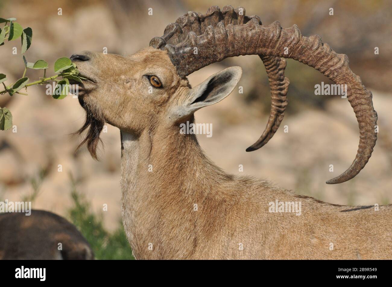 Ibex nubiano con corna tortuose nel Parco Nazionale di Ein Gedi in Israele nel deserto vicino al Mar Morto Foto Stock