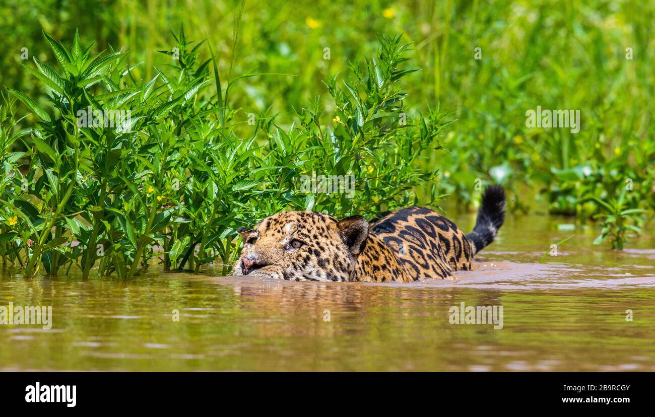 Jaguar sta nuotando sul fiume. Sud America. Brasile. Parco Nazionale Pantanal. Foto Stock