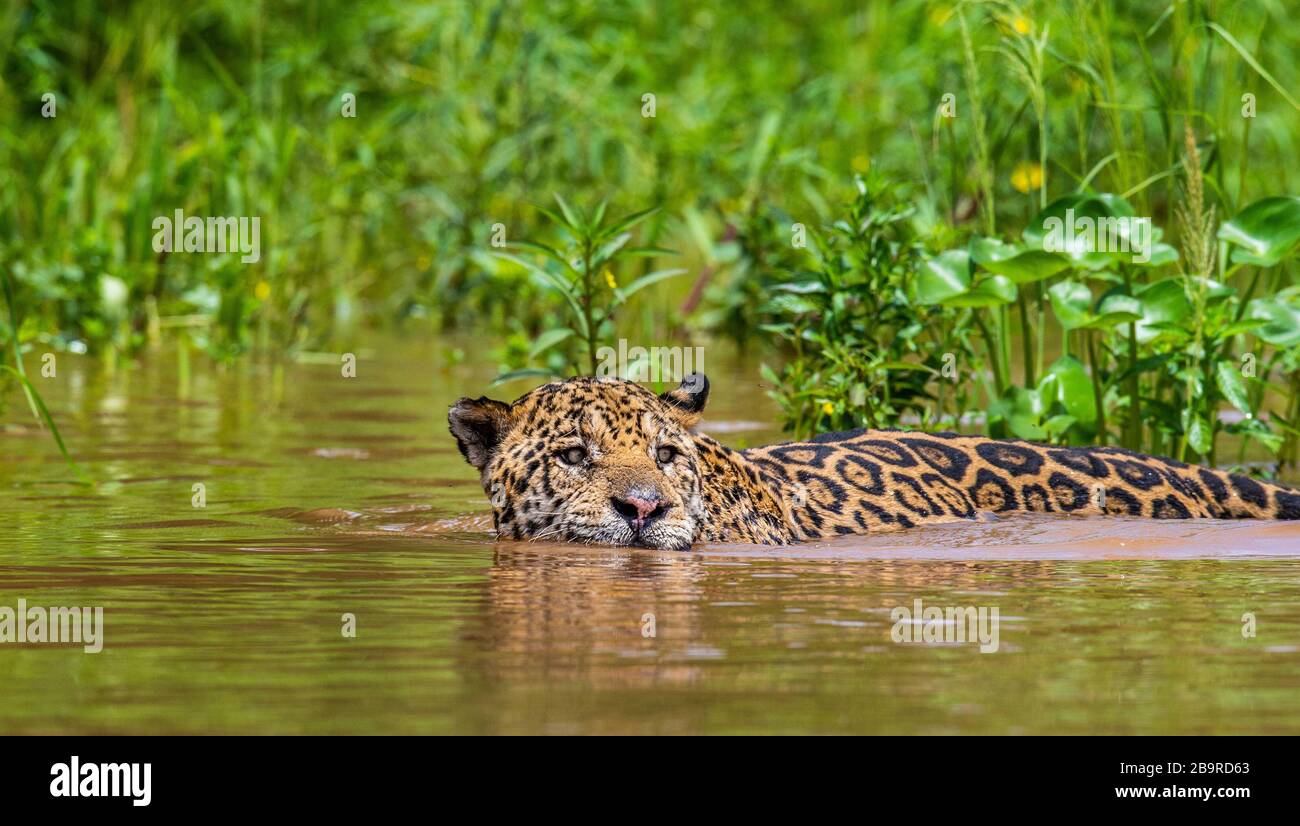 Jaguar sta nuotando sul fiume. Sud America. Brasile. Parco Nazionale Pantanal. Foto Stock