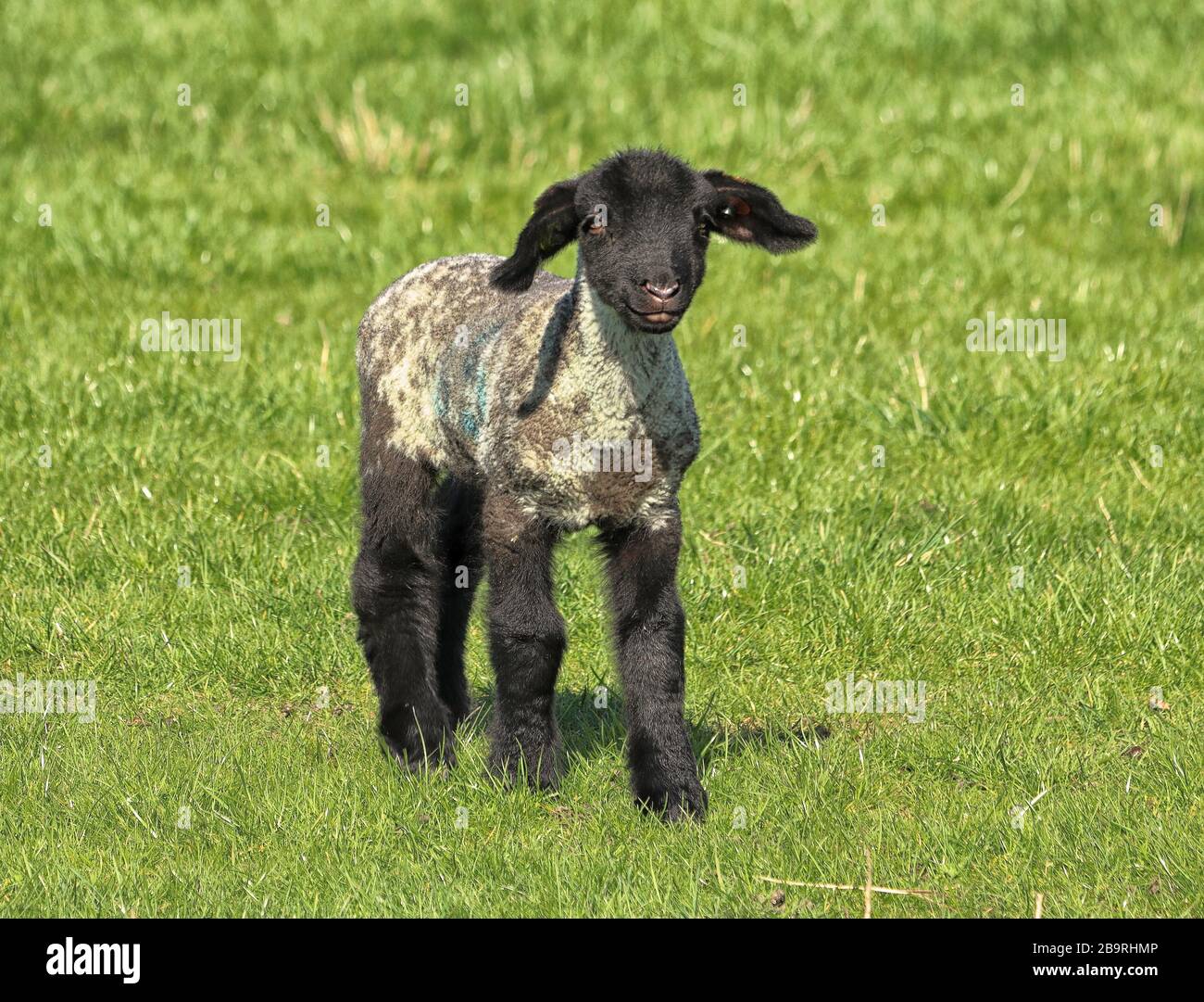 Carino gli agnelli primaverili in un prato inglese Foto Stock