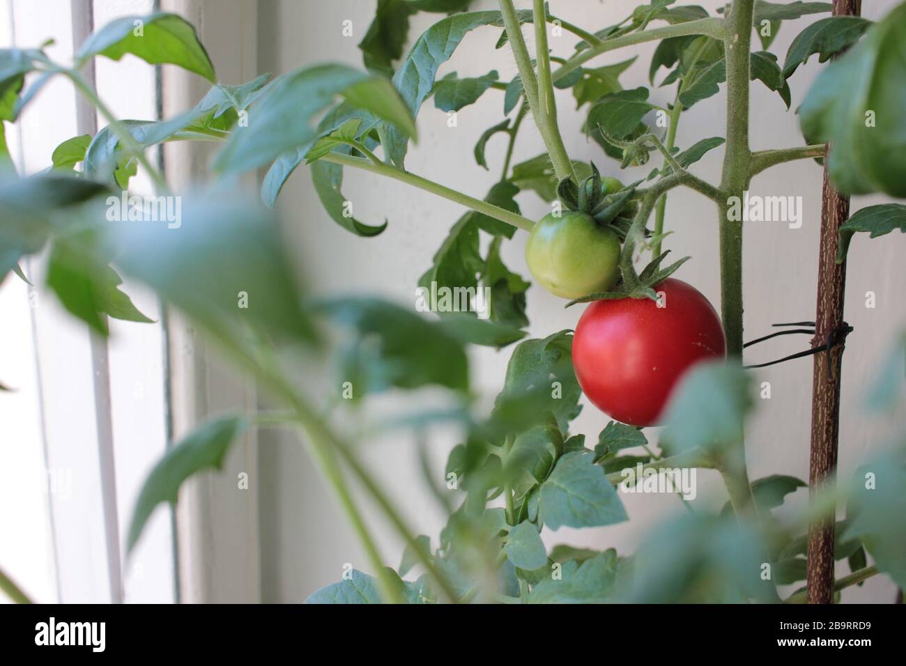 Un pomodoro rosso è cresciuto su un davanzale come pianta di casa. Orto sul balcone. Foto Stock