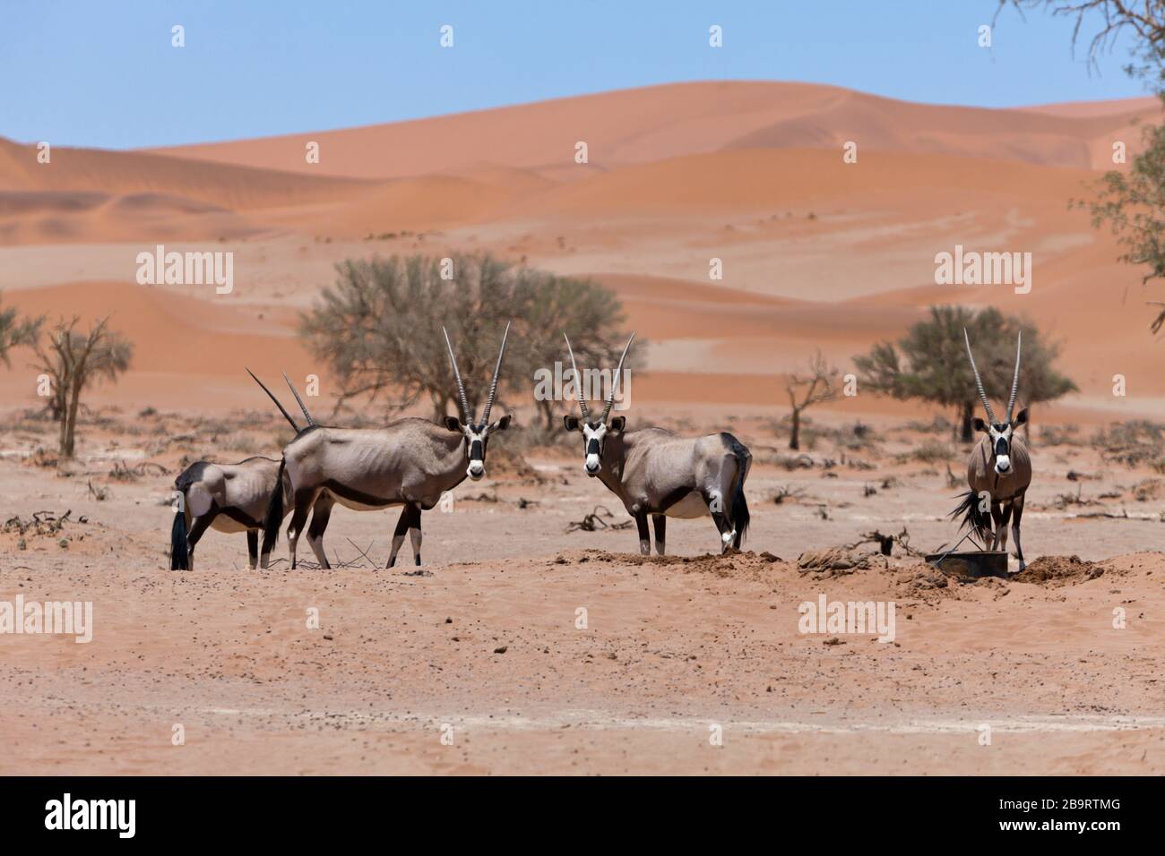 Oryx sudafricano a Sossusvlei, Oryx gazella, Namib Naukluft Park, Namibia Foto Stock