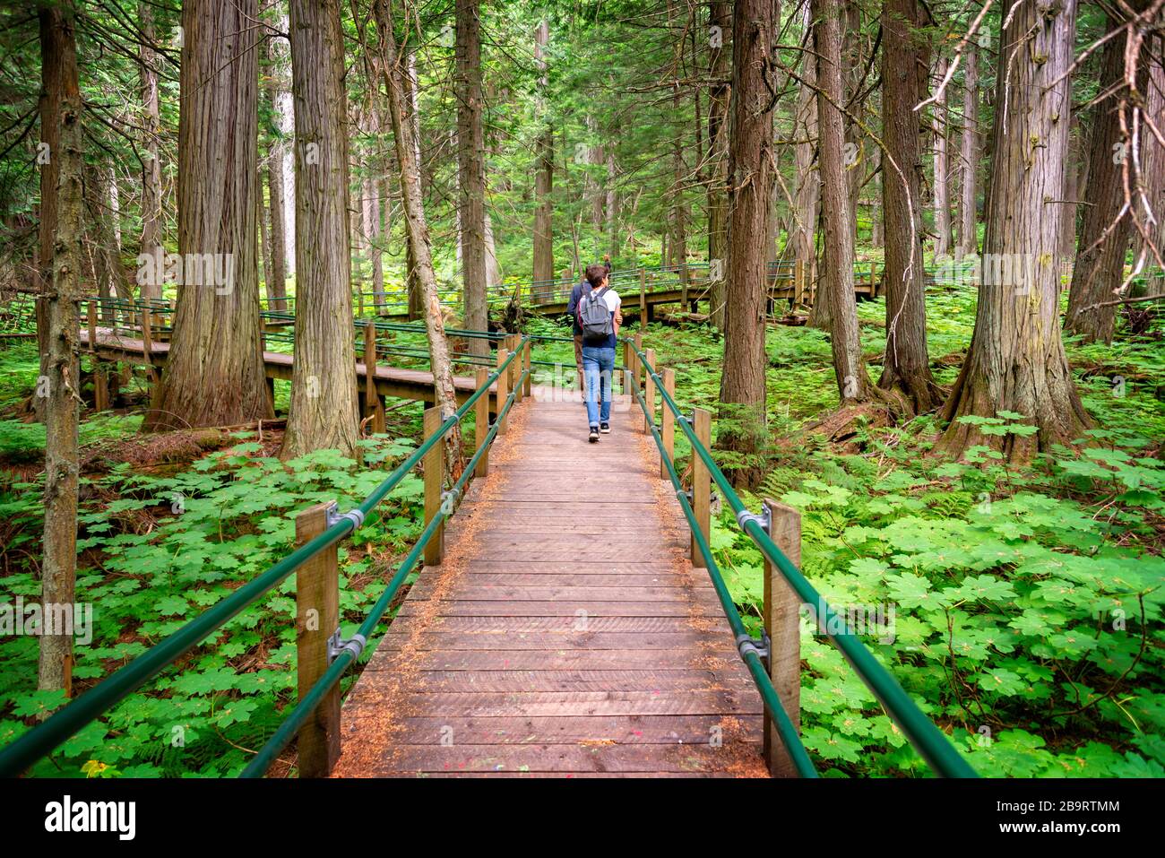 Persone che visitano Hemlock Grove Boardwalk Trail, Glacier National Park, Rocky Mountains, Bridish Columbia, Canada Foto Stock