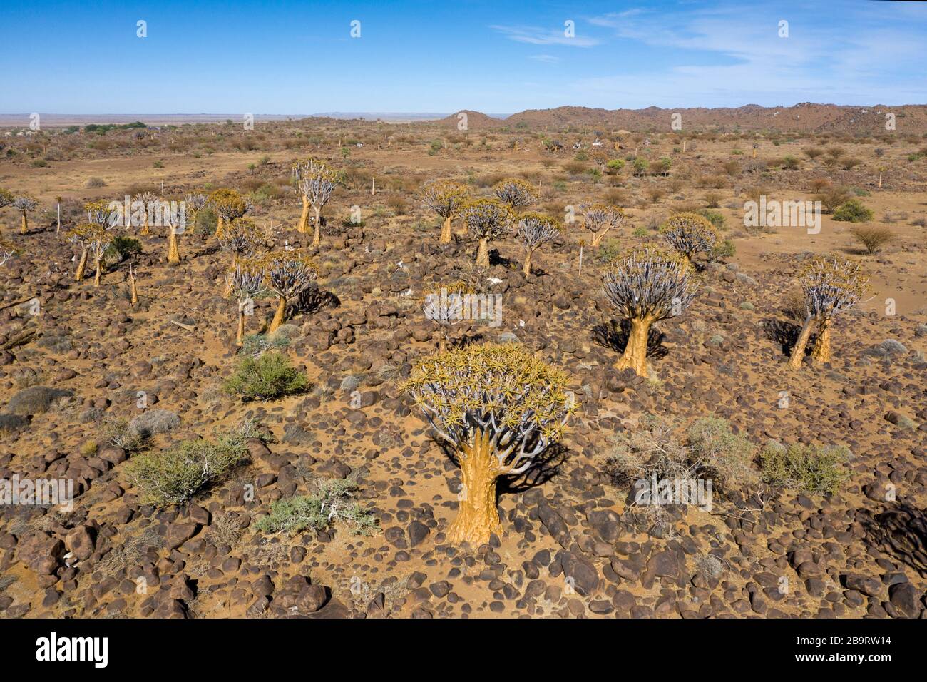 Impressioni di Quivertree Forest, Aloidendron dicotomum, Keetmanshoop, Namibia Foto Stock