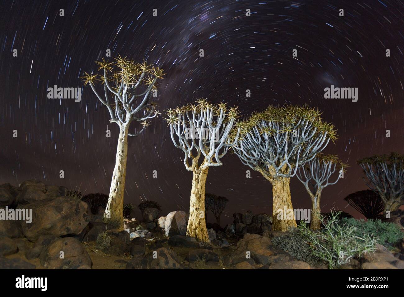 Via Milky sopra la foresta di Quivertree di notte, Aloidendron dicotomum, Keetmanshoop, Namibia Foto Stock