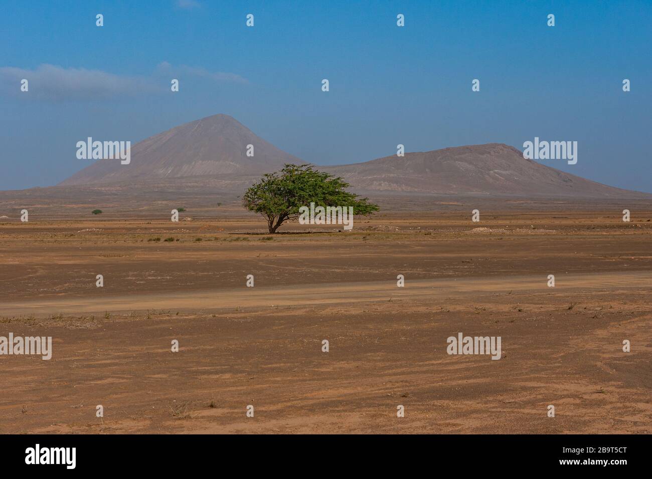 Strada sabbiosa attraverso il deserto delle isole di Capo verde con un albero impressionante sul lato Foto Stock
