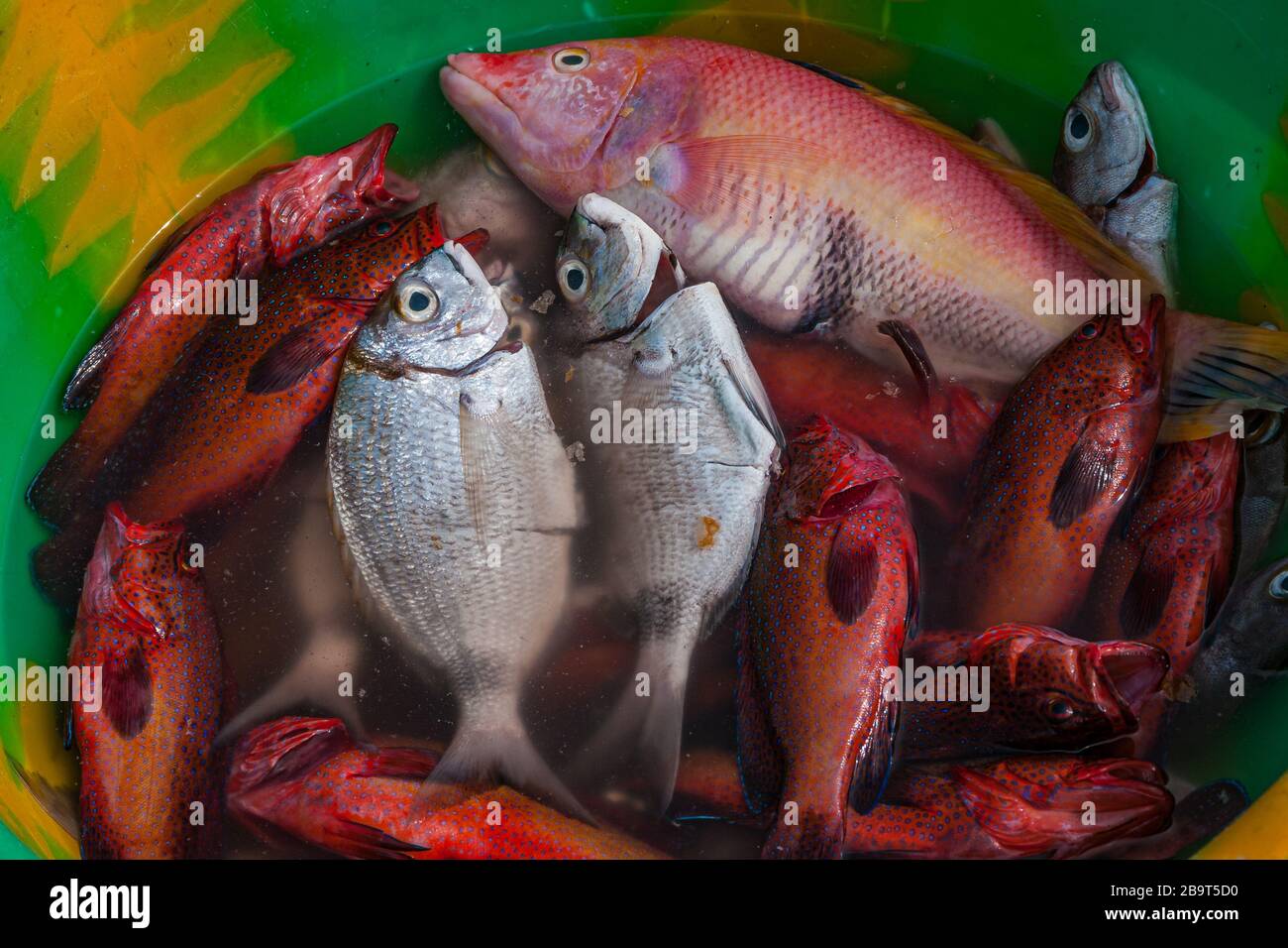 Mercato del pesce sulle isole di capo verde con dentini rossi e bianchi in una ciotola Foto Stock