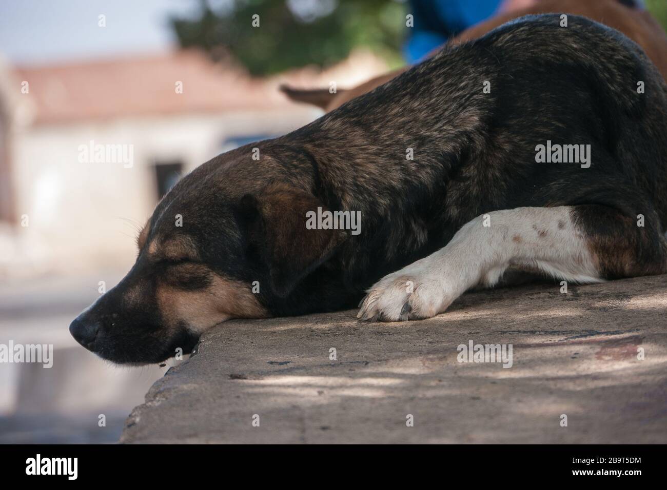 Un cane dorme in pubblico Foto Stock