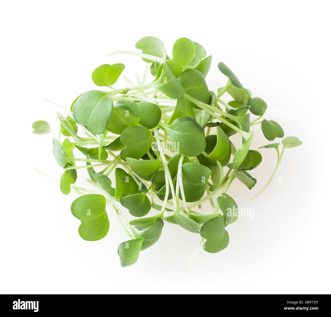 Mucchio di micro verde rucola germogli isolati su sfondo bianco Foto Stock