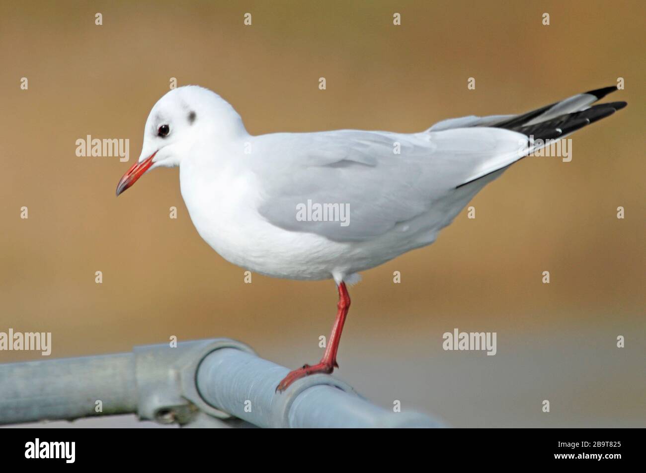 gabbiano a testa nera appollaiato sulla guida in acciaio Foto Stock