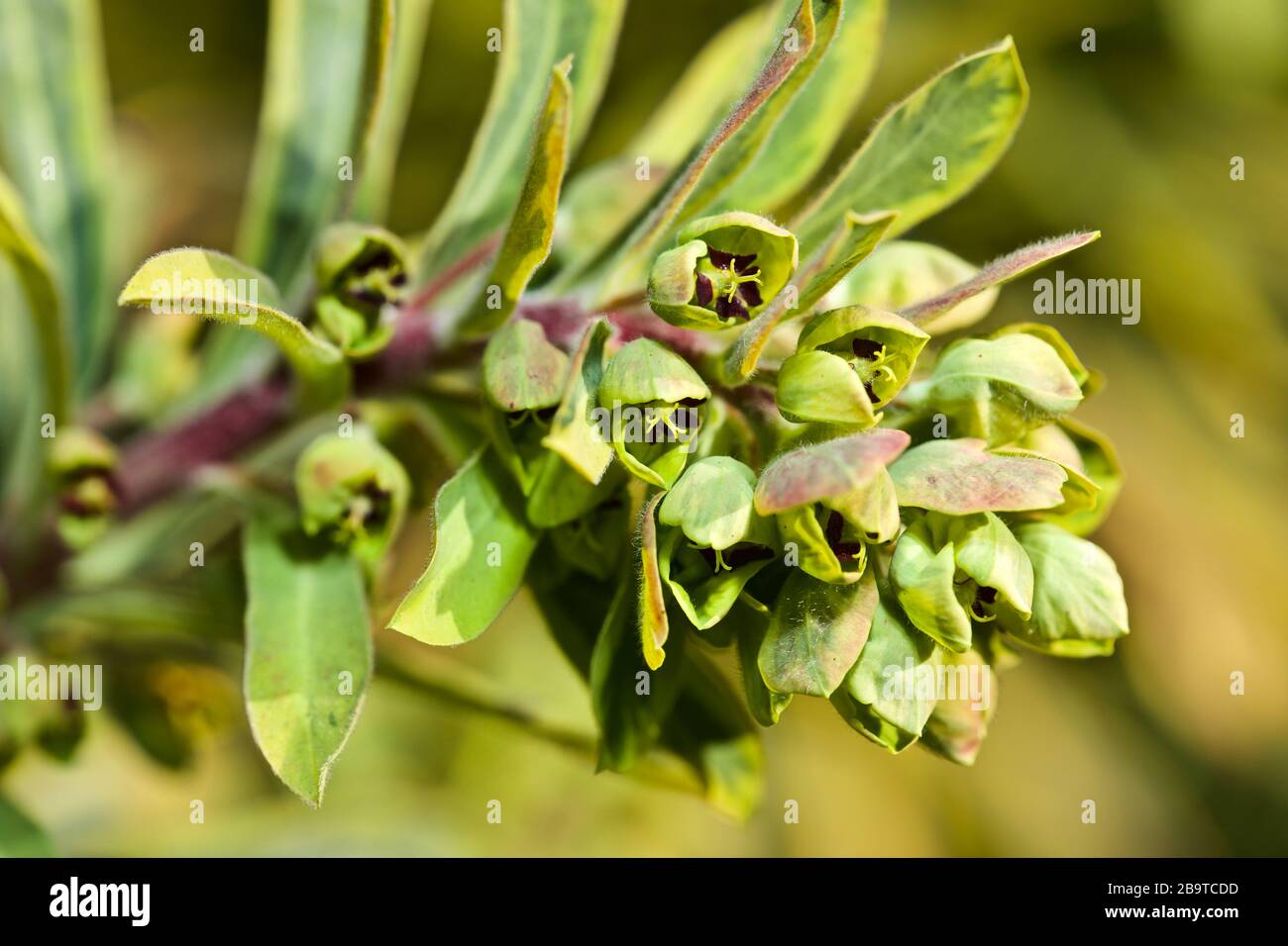 Euphorbia x martini " Ascot Rainbow' Foto Stock