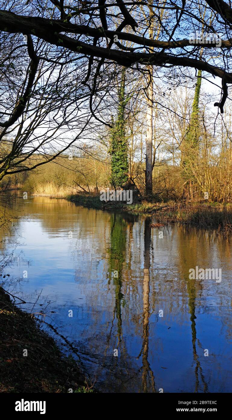 Una tranquilla vista del fiume Wensum con riflessi che attraversano piccoli boschi a Ringland, Norfolk, Inghilterra, Regno Unito, Europa. Foto Stock